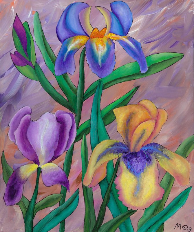 Iris Blooms in Spring